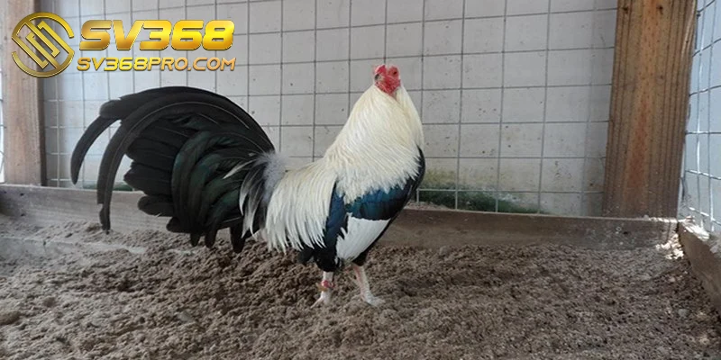 Chế độ ăn uống ảnh hưởng trực tiếp đến sức khỏe chiến kê