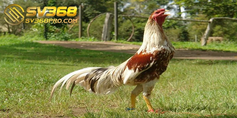 Gà Shamo là một giống gà chiến nổi tiếng đến từ Nhật Bản